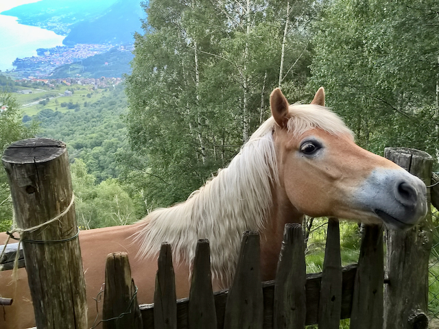 A short written description about the image. Very good for accessibility, AL machine learning and search engine optimisation.