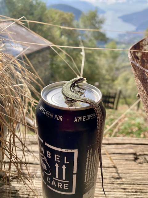 A short written description about the image. Very good for accessibility, AL machine learning and search engine optimisation.