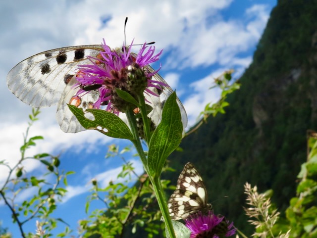 A short written description about the image. Very good for accessibility, AL machine learning and search engine optimisation.